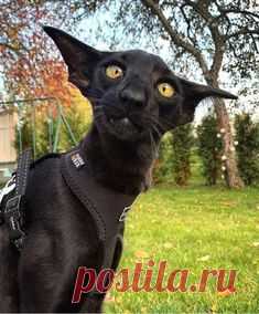 Милаха⁠⁠ in 2025 | Cute cats, Silly cats, Cute animals