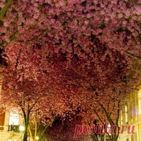 Необычные величественные растения