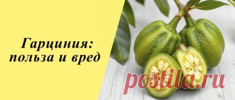 Гарциния: польза и вред для здоровья организма, рецепты блюд и напитков Гарциния: химический состав, польза и вред, применение в народной медицине, косметологии и кулинарии, рецепты блюд и напитков.
