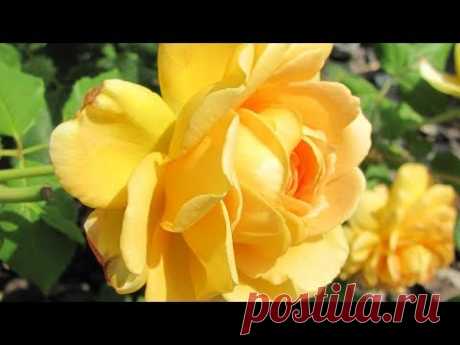 Обрезка роз в июле: плетистые, почвопокровные, чайно-гибридные