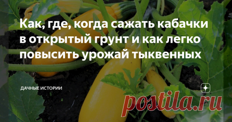 Как, где, когда сажать кабачки в открытый грунт и как легко повысить урожай тыквенных Добрый день, дорогие друзья, садоводы и огородники! Приветствую вас на канале "Дачные истории". Конец мая — время посадки кабачков в открытый грунт. Садоводы, которые стремятся получить максимально ранний урожай, вырастили 30-дневную рассаду кабачков и высаживают ее в те же сроки. А те, кто никуда не спешит, сажают кабачки семенами.  Патиссоны выращиваются точно так же, как кабачки. Можно...
