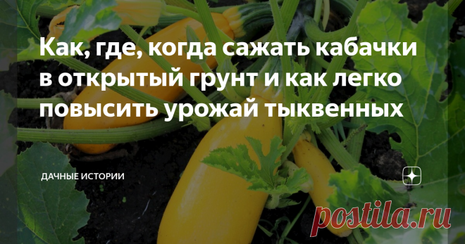 Как, где, когда сажать кабачки в открытый грунт и как легко повысить урожай тыквенных Добрый день, дорогие друзья, садоводы и огородники! Приветствую вас на канале 