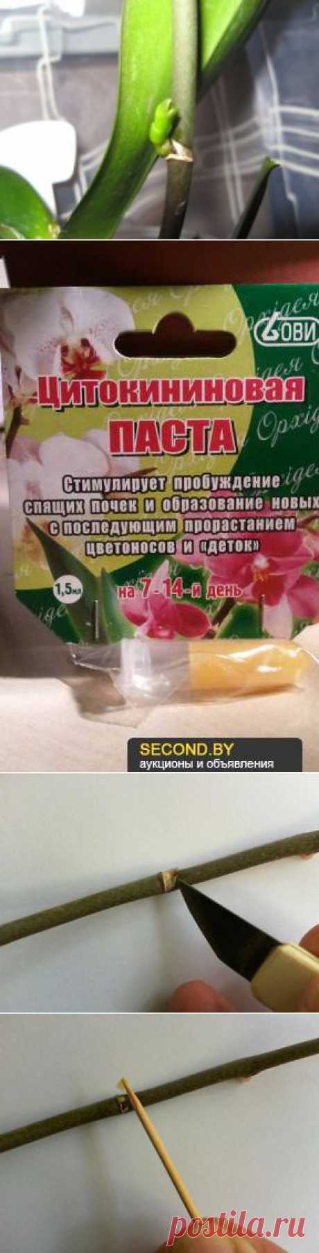 Размножение орхидеи: чудеса цитокининовой пасты