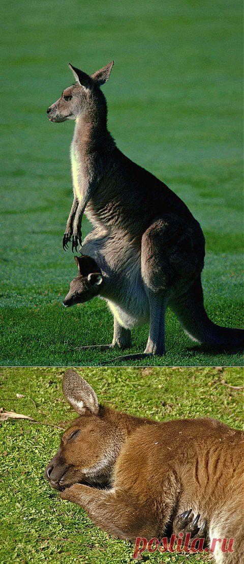 В мире животных. Кенгуру | НАУКА И ЖИЗНЬ