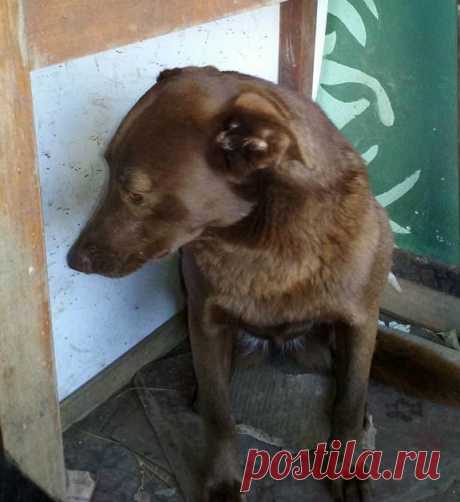 Печальная собака сидела в приюте 2 года, пока вдруг не почувствовала знакомый запах Тяжело, когда человеку приходится расставаться со своим любимым питомцем. Когда их связывают воспоминания, совместные поездки и смешные истории. Собаку по кличке Пакита нашли на улице одного из городов Аргентины...
