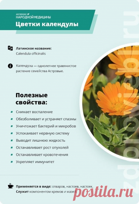 Цветки календулы