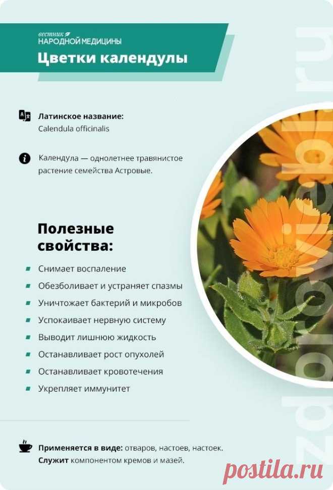 Цветки календулы