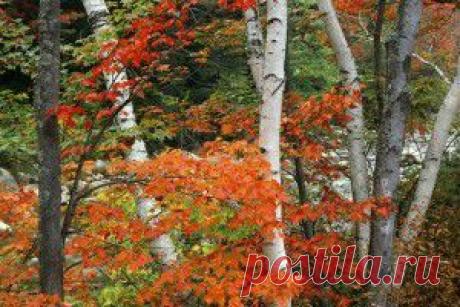 березы - обои на рабочий стол