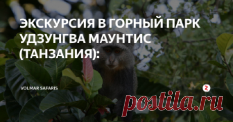 ЭКСКУРСИЯ В ГОРНЫЙ ПАРК УДЗУНГВА МАУНТИС (ТАНЗАНИЯ): К юго-западу от парка Микуми, между парками Селус и Руаха, находится замечательный по красоте горный парк Удзунгва-Маунтинс. Вечнозеленый тропический лес с характерной для дождевых лесов флорой является домом для уникальных видов животных и растений, не встречающихся нигде в мире, секретный банк видового разнообразия планеты.
Здесь вы можете встретить десять видов приматов, среди которых редчайший