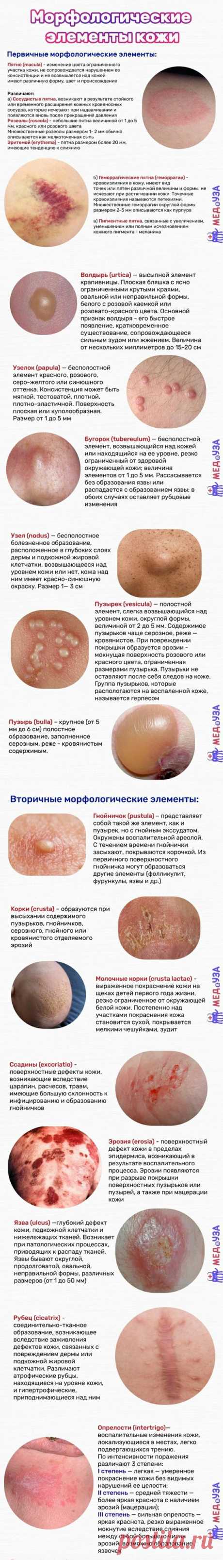 .МИКРОБЫ НА КОЖЕ