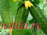 Самые холодостойкие сорта огурцов Для выращивания в непростых климатических условиях, особенно в наших широтах, подходят, к сожалению, далеко не все огуречные сорта. Но это вовсе не значит, что совсем не получится вырастить отличные огурцы и в открытом грунте – существуют особые холодостойкие сорта, способные давать великолепные урожаи даже в весьма суровых условиях! Что же это за сорта, и чем же они так хороши?