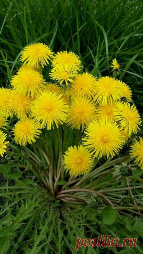 Я люблю ✿ ЦВЕТЫ ✿ | I ♥ Flowers