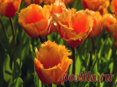 Тюльпаны. Красота и грациозность.