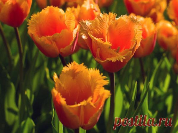 Тюльпаны. Красота и грациозность.