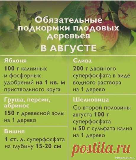 Дачникам. Подкормки плодовых деревьев в АВГУСТЕ