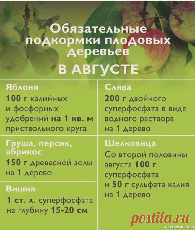 Дачникам. Подкормки плодовых деревьев в АВГУСТЕ