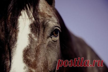 Видео с лошадью, бегущей между двумя поездами, стало вирусным в соцсетях