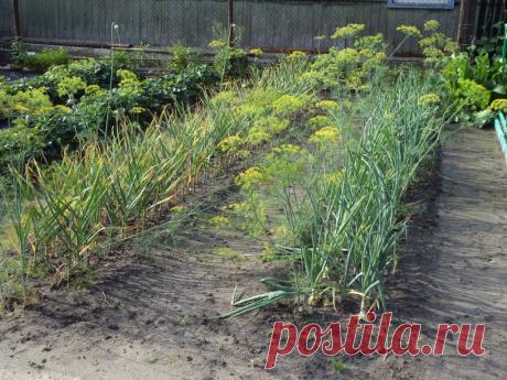 НАШАТЫРНЫЙ СПИРТ - ЗАЩИТНИК РАСТЕНИЙ! Заметили, что у лука побледнели и приобрели желтоватый оттенок перышки? Это он сигналит вам, что голодает из-за нехватки азота. Помогите ему, подкормив раствором нашатырного спирта.Разбавьте в 10-литровом ведре воды 3 ст. ложки нашатыря и вечером пролейте грядки с лучком (под корешок)....