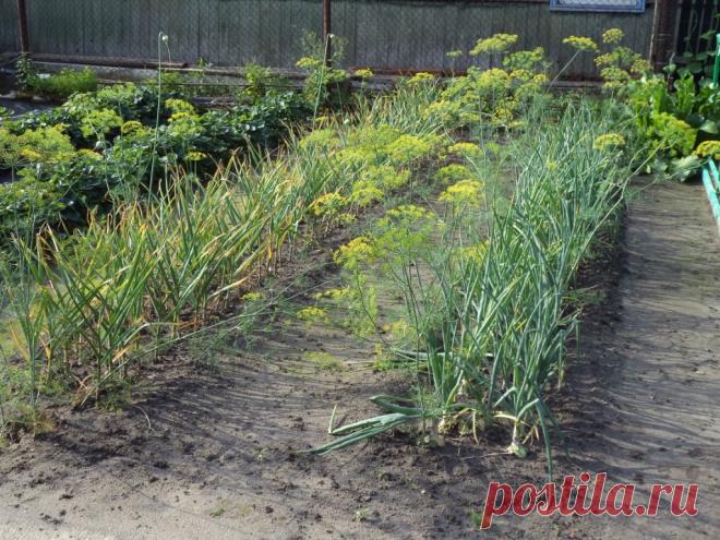 НАШАТЫРНЫЙ СПИРТ - ЗАЩИТНИК РАСТЕНИЙ! Заметили, что у лука побледнели и приобрели желтоватый оттенок перышки? Это он сигналит вам, что голодает из-за нехватки азота. Помогите ему, подкормив раствором нашатырного спирта.Разбавьте в 10-литровом ведре воды 3 ст. ложки нашатыря и вечером пролейте грядки с лучком (под корешок)....