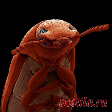 Лучшее научное фото — 2019 / Научный хит