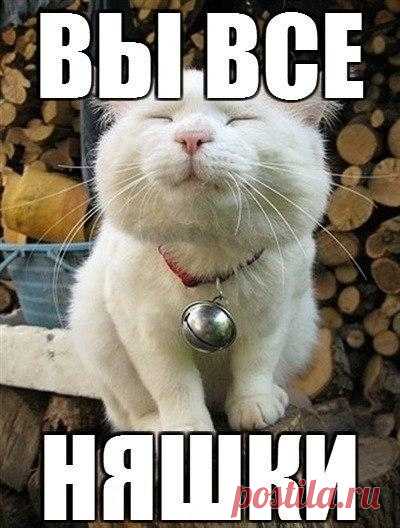 Новый выпуск с котиками - 23 января - страница 15