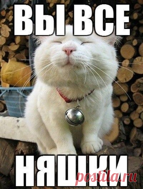 Новый выпуск с котиками - 23 января - страница 15