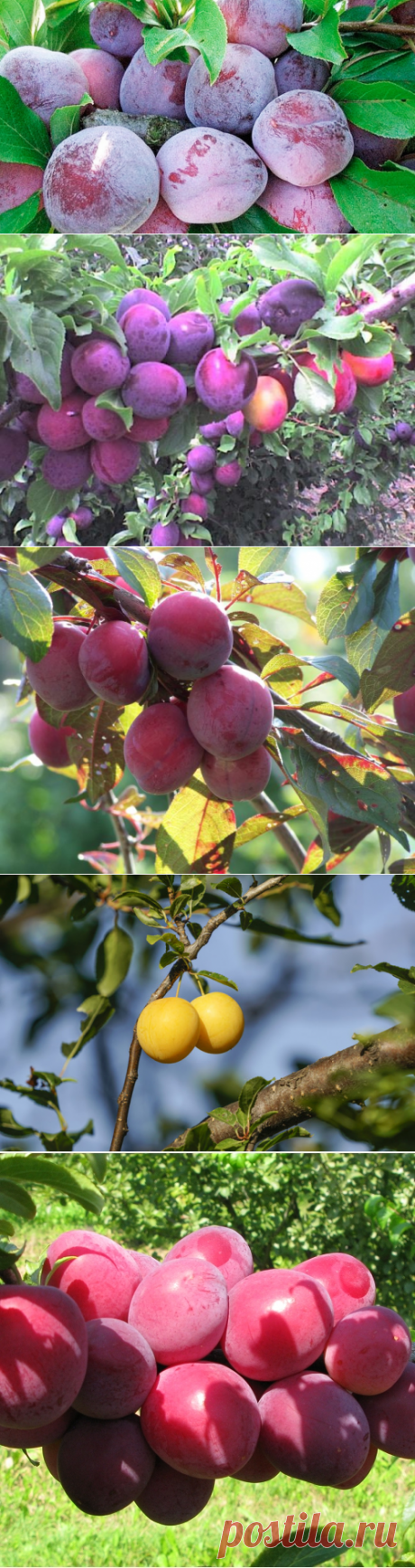 Слива сорта для Подмосковья Урала и Сибири описание