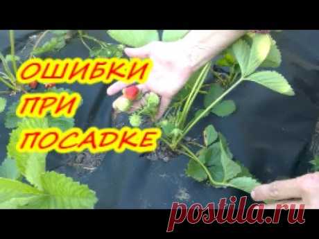 Ошибки при посадке клубники на агроволокно / Органическое земледелие