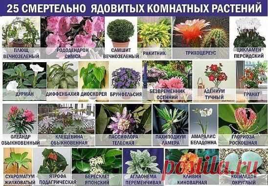 (1) Одноклассники