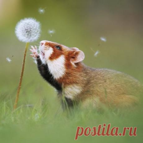 25 фотографий забавных хомяков, которые обязательно поднимут настроение - МирТесен