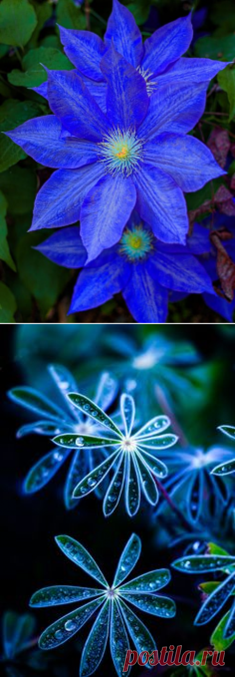 Ломонос, Синие цветы and Синий on Pinterest