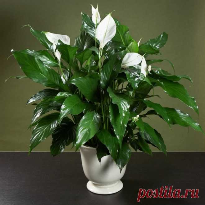 Спатифиллум(Spathiphyllum) , имеющий в народе название 
