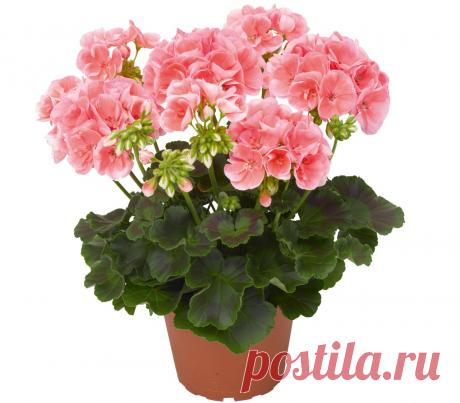 Герань для души и для тела Есть такая легенда. В одной семье тяжело заболел единственный сын. Несчастные родители лечили его, как могли, но улучшения не наступало. Тогда послали за лекарем. Он осмотрел больного и сказал: «Купит…