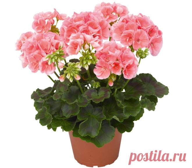 Герань для души и для тела Есть такая легенда. В одной семье тяжело заболел единственный сын. Несчастные родители лечили его, как могли, но улучшения не наступало. Тогда послали за лекарем. Он осмотрел больного и сказал: «Купит…