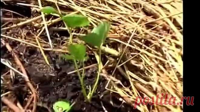 Как сажать клубнику? Видео о том, как правильно сажать клубнику!