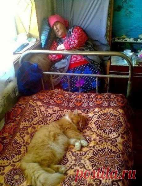 Без кота и жизнь не та