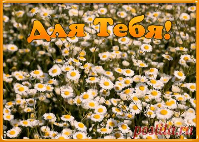 Анимационная картинка с ромашками