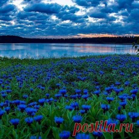 (77) Одноклассники