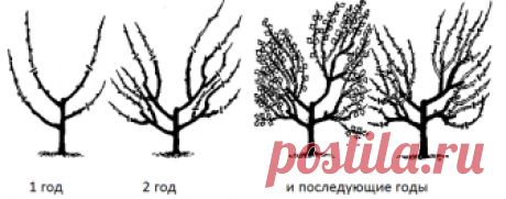 Как обрезать крыжовник?