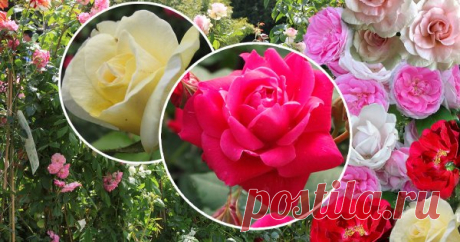 Самые зимостойкие сорта канадских роз – проверены российскими морозами! Выращивание роз в климате средней полосы даже для "бывалых" садоводов – дело хлопотное и рискованное. Ведь при всей своей красоте роза – очень капризная и требовательная к уходу культура. А успешно растить этих своенравных красавиц хочется и у нас.