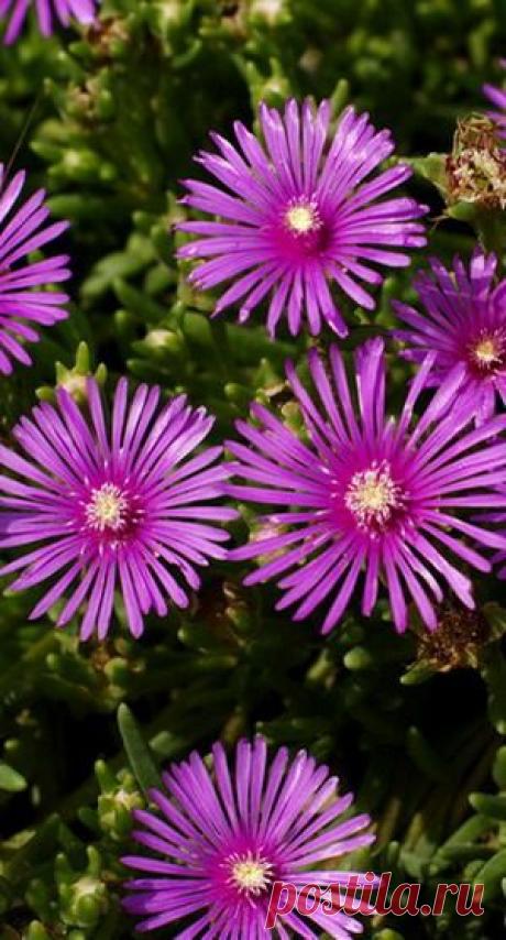 «Звездная пыль» в вашем саду и доме — Сад на подоконнике