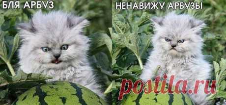 Мой Мир@Mail.Ru