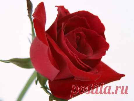 роза