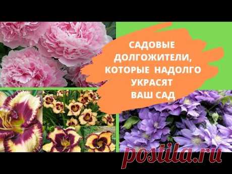 3 садовых долгожителя. Красивые и неприхотливые – они надолго украсят ваш сад