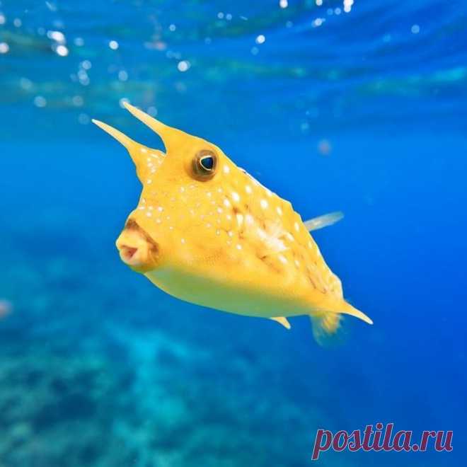 Azula в Instagram: «Meet the sassy, yet sweet, long horned cowfish. These toxic fish sport blue eyes and pursed lips that are perfect for foraging for food…» 485 отметок «Нравится», 7 комментариев — Azula (@azuladotcom) в Instagram: «Meet the sassy, yet sweet, long horned cowfish. These toxic fish sport blue eyes and pursed lips…»