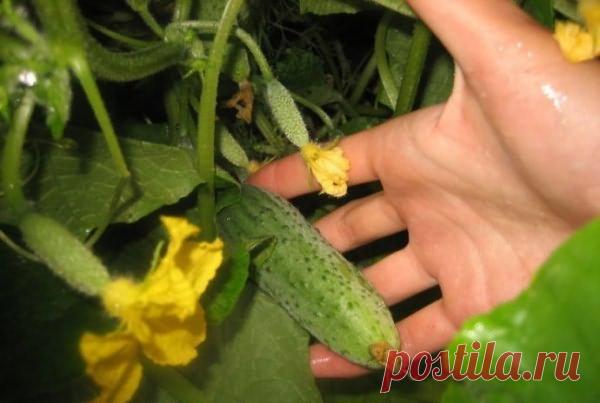 Заплетаем огурцы