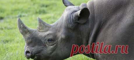 🦏Часто браконьеры не убивают великанов африканской саванны, а просто отпиливают им их главное оружие – бивни и рога. Но для одних зверей это гораздо более опасно, чем для других (и как выяснилось, главные потребители контрабандных товаров из рогов носорога и слоновой кости об этом понятия не имели) 🐘