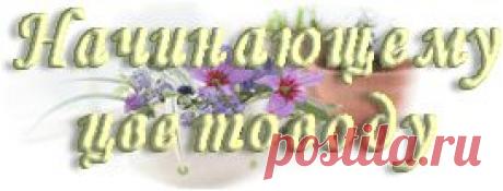 Размножение лимона черенками. | Начинающему цветоводу