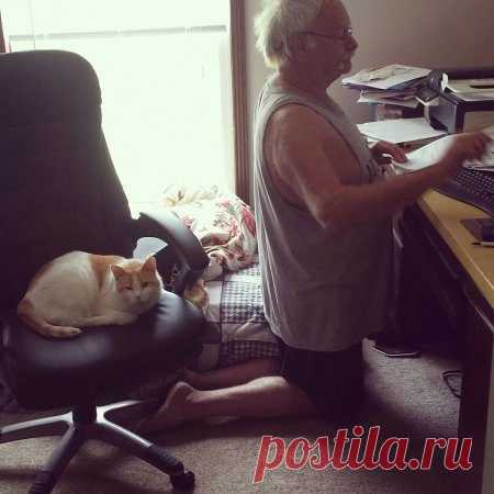 Наглость - второе счастье / Питомцы