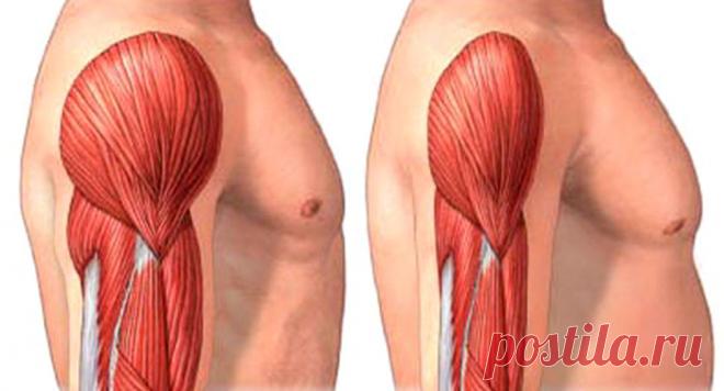 Роль воспаления в развитии саркопении — dolgo-jv.ru